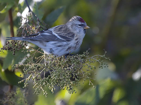Urpiainen, Common Redpoll, Carduelis flammea